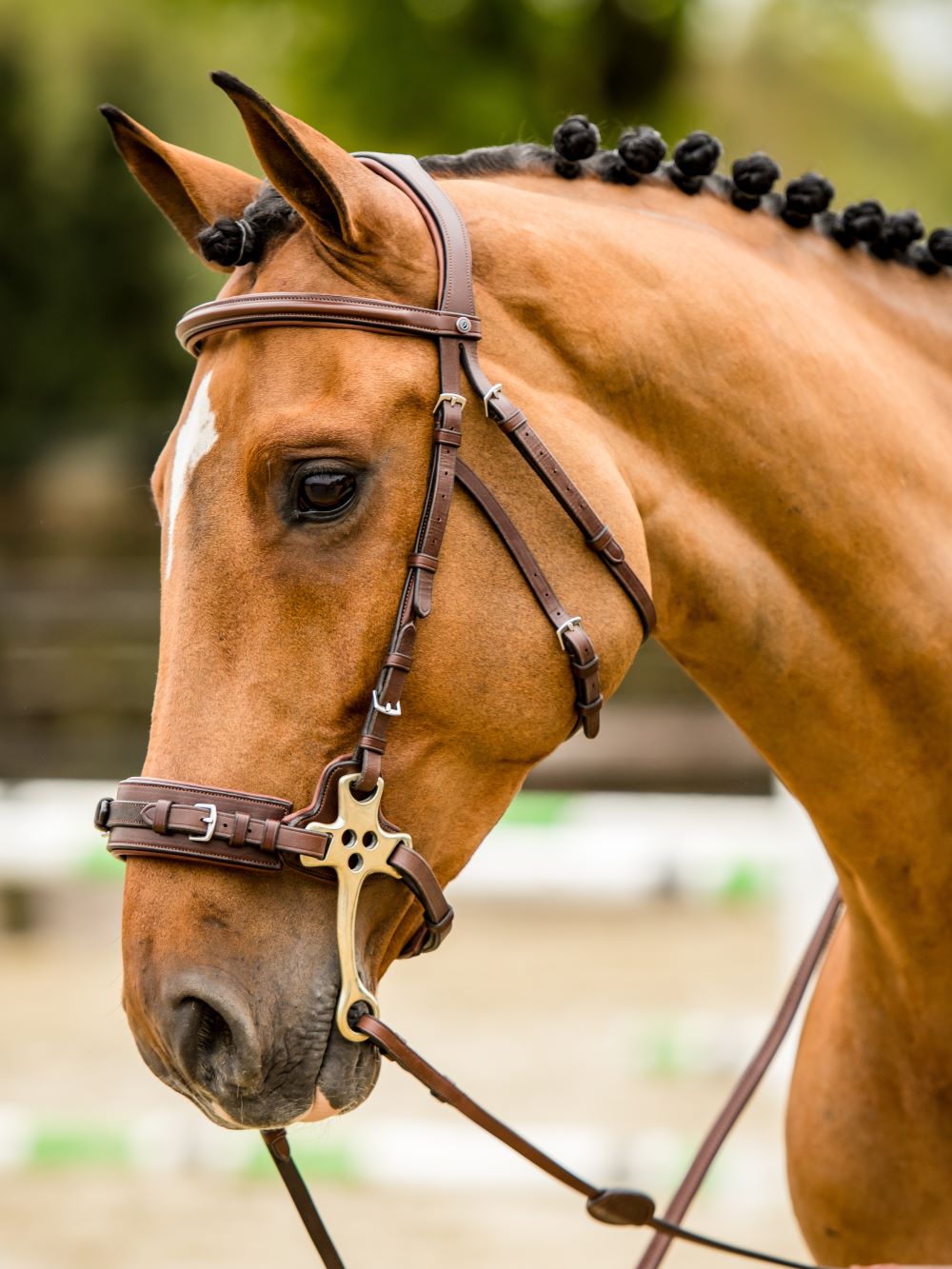TRUST Trense Hickstead Hackamore Zaum silberne Schnallen Braun
