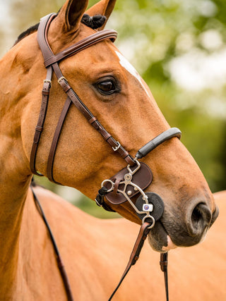 TRUST Trense Hickstead Hackamore Zaum silberne Schnallen Braun