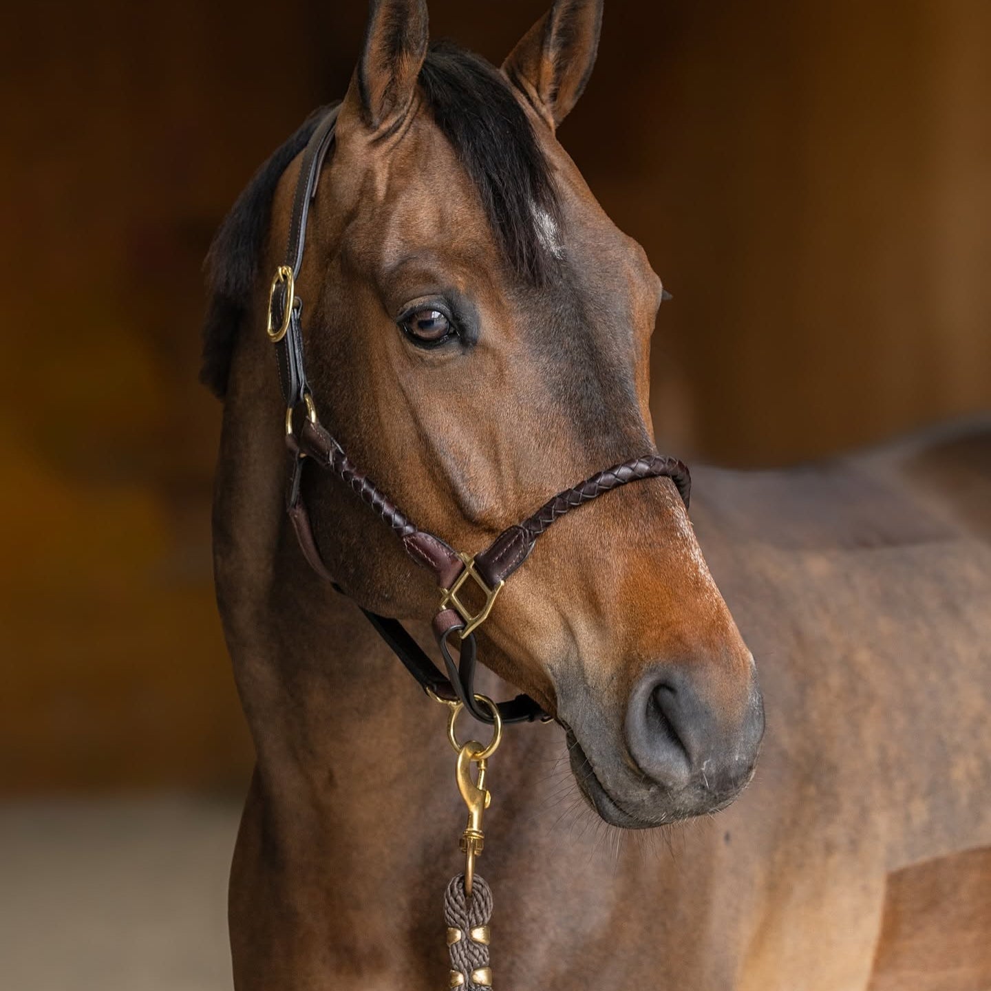 HFI Leren Halster Braided Bruin
