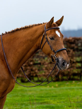 TRUST Trense Hickstead Hackamore Zaum mit goldenen Schnallen Braun