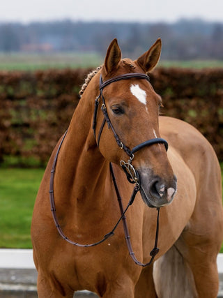 TRUST Trense Hickstead Hackamore Zaum mit goldenen Schnallen Braun