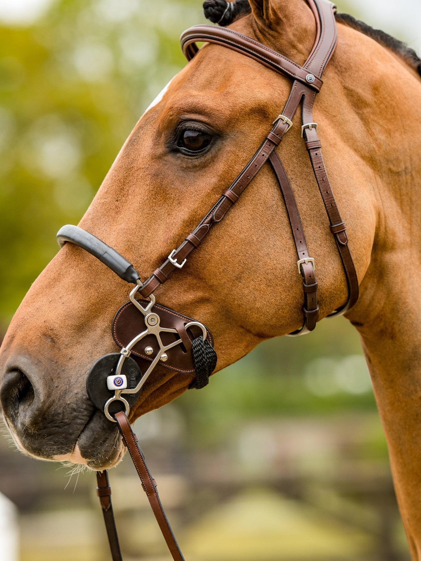 TRUST Trense Hickstead Hackamore Zaum silberne Schnallen Braun