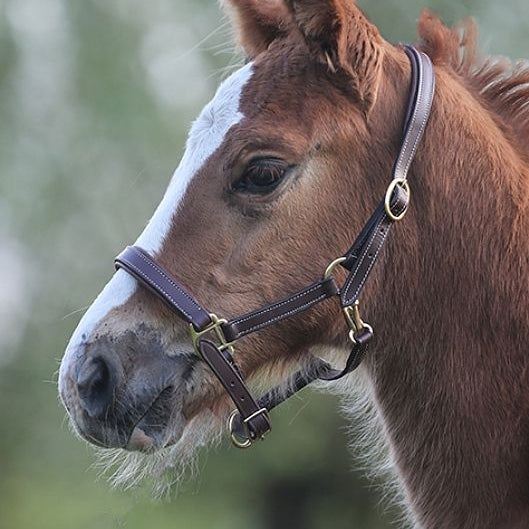 LJ Leathers lederen veulenhalster Bruin < 6 mnd Bruin