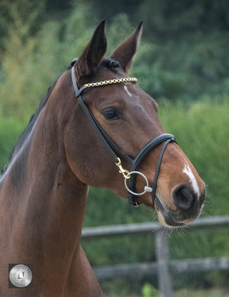 LJ Leathers Pro Selected Trainingshoofdstel clips zwart Zwart Full Goud kleurig