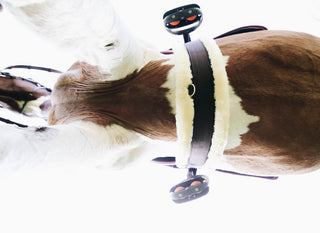 Kentucky Horsewear Schaffell-Gurt Nylon braun