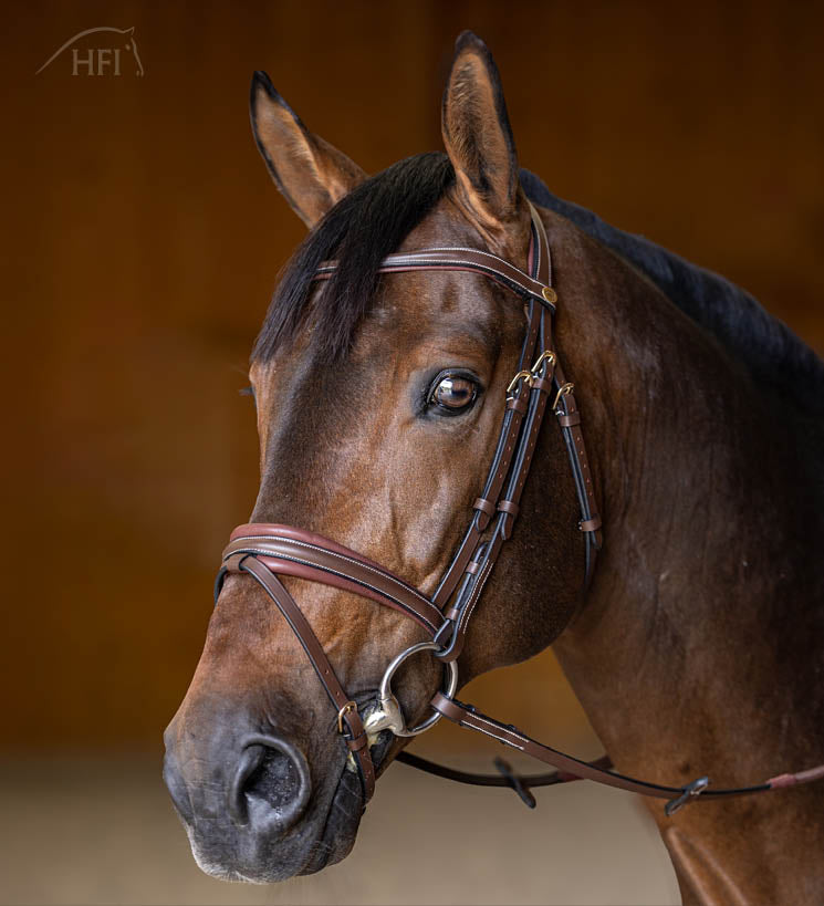 HFI Hoofdstel Padded Bruin