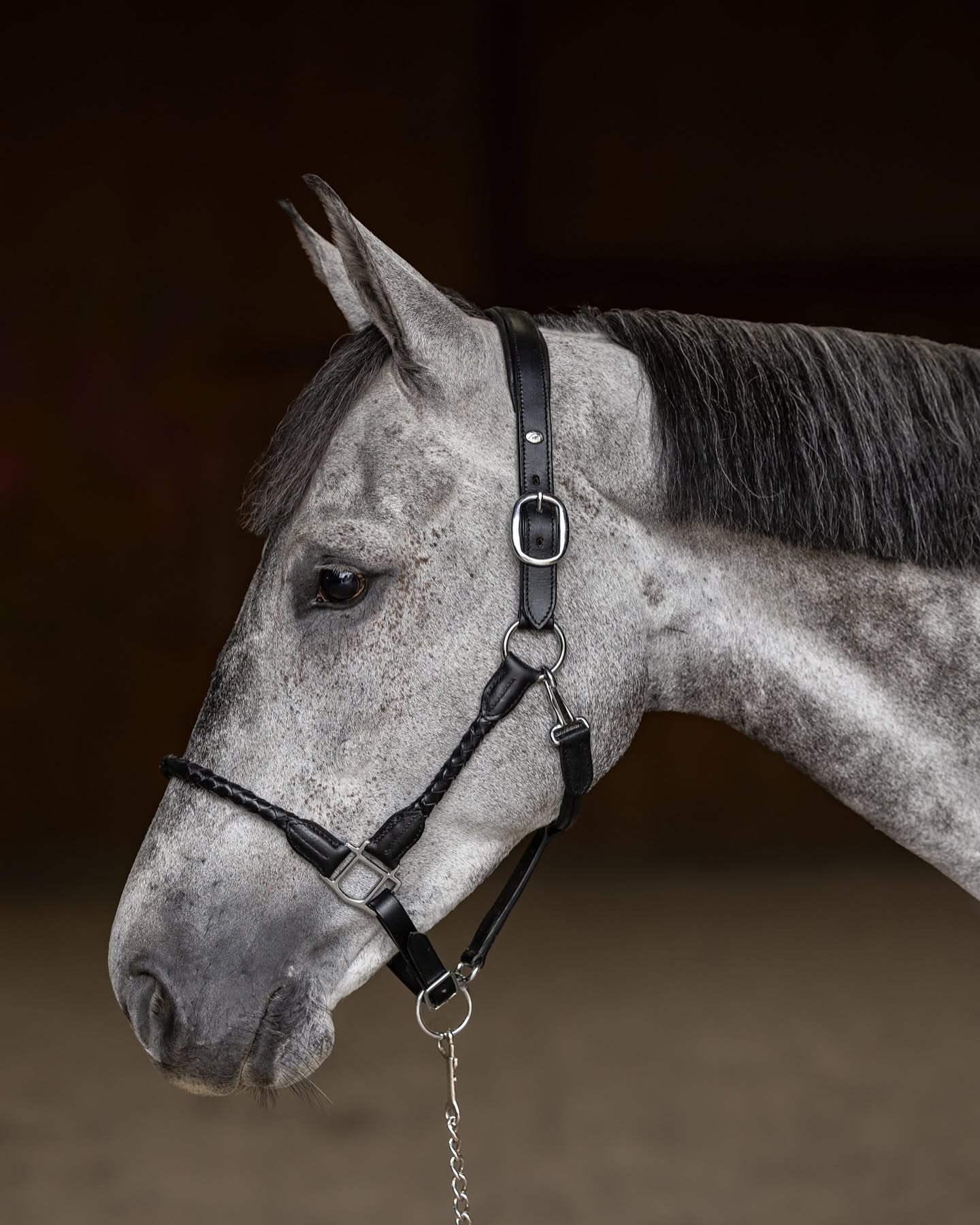 HFI Lederhalfter Braided