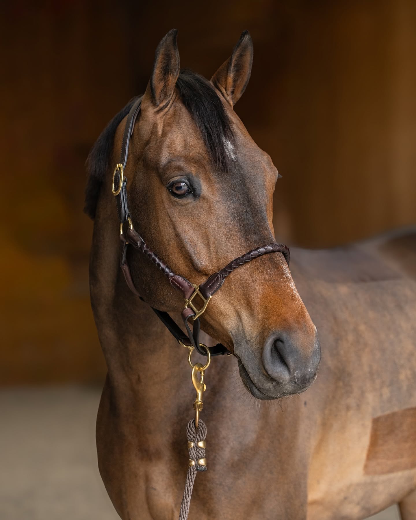 HFI Lederhalfter Braided