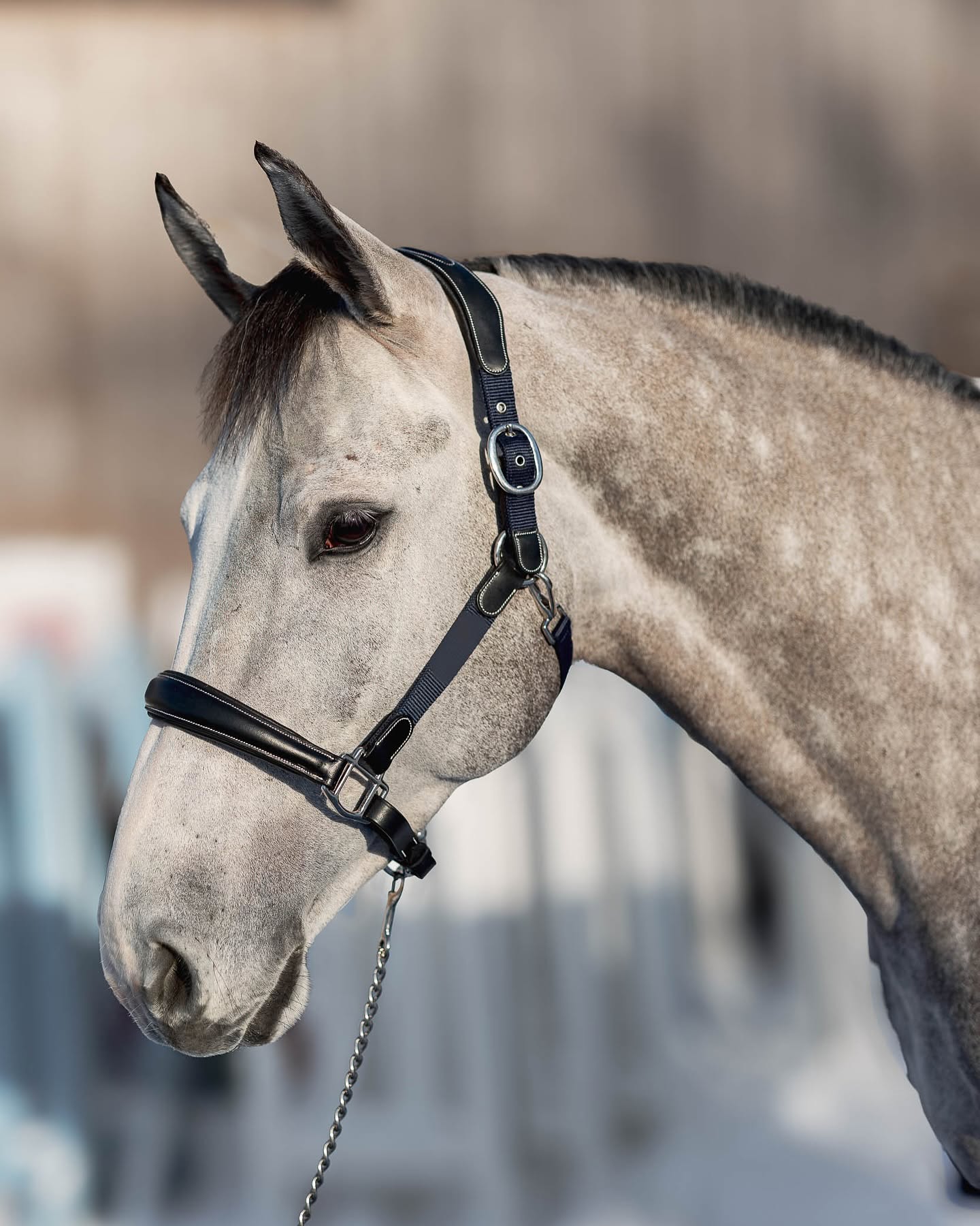 HFI Lederhalfter Mixed mit Nylon-Details