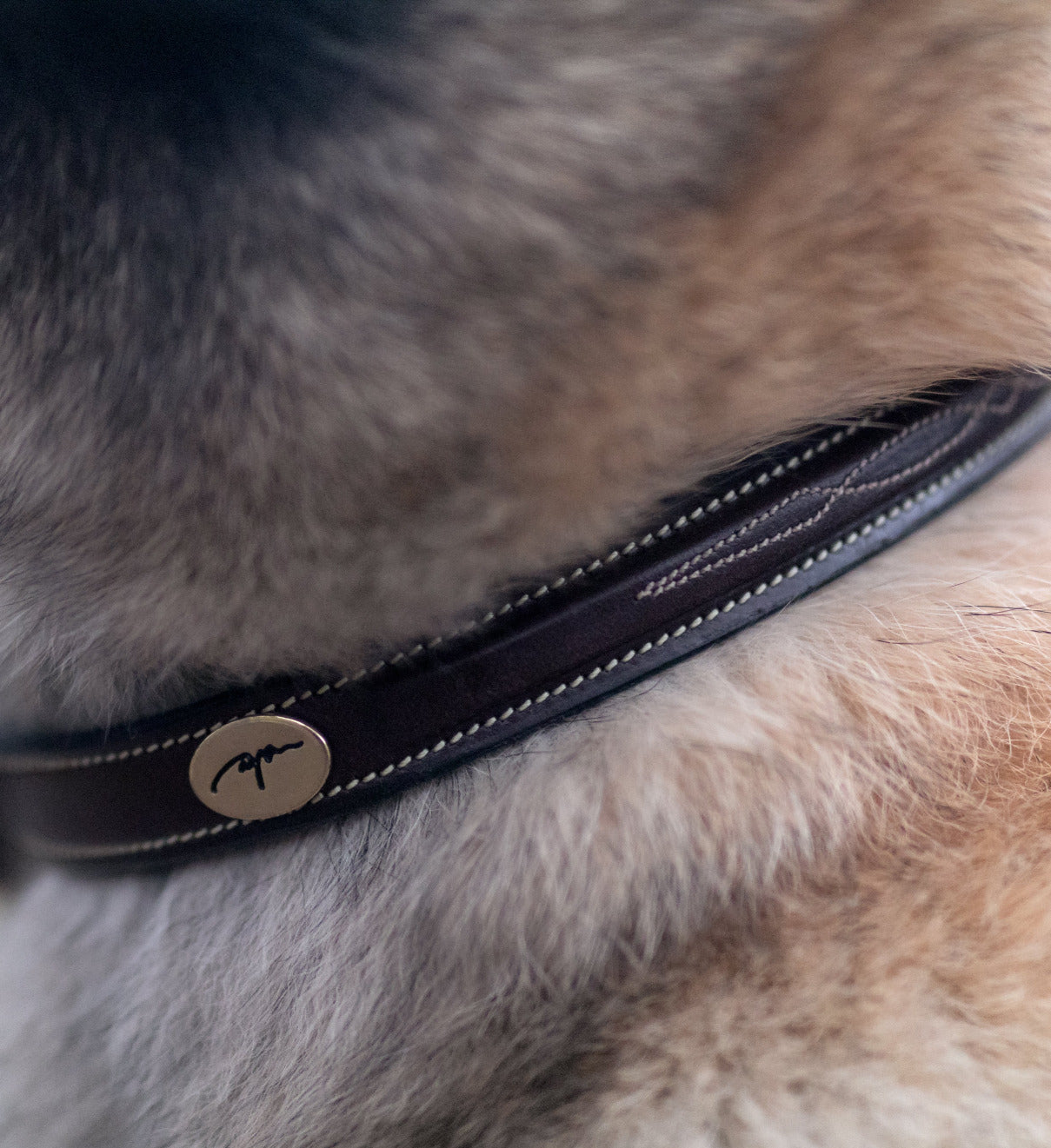 Dyon Hundehalsband Leder Fancy cremefarbene Nähte Schwarz