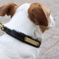 Eskadron E-Dog Lederhalsband und Hundeleine Braun