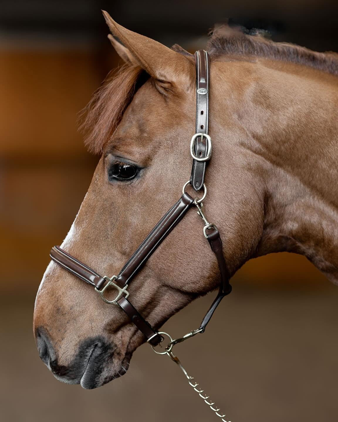 HFI Lederhalfter Little Groom