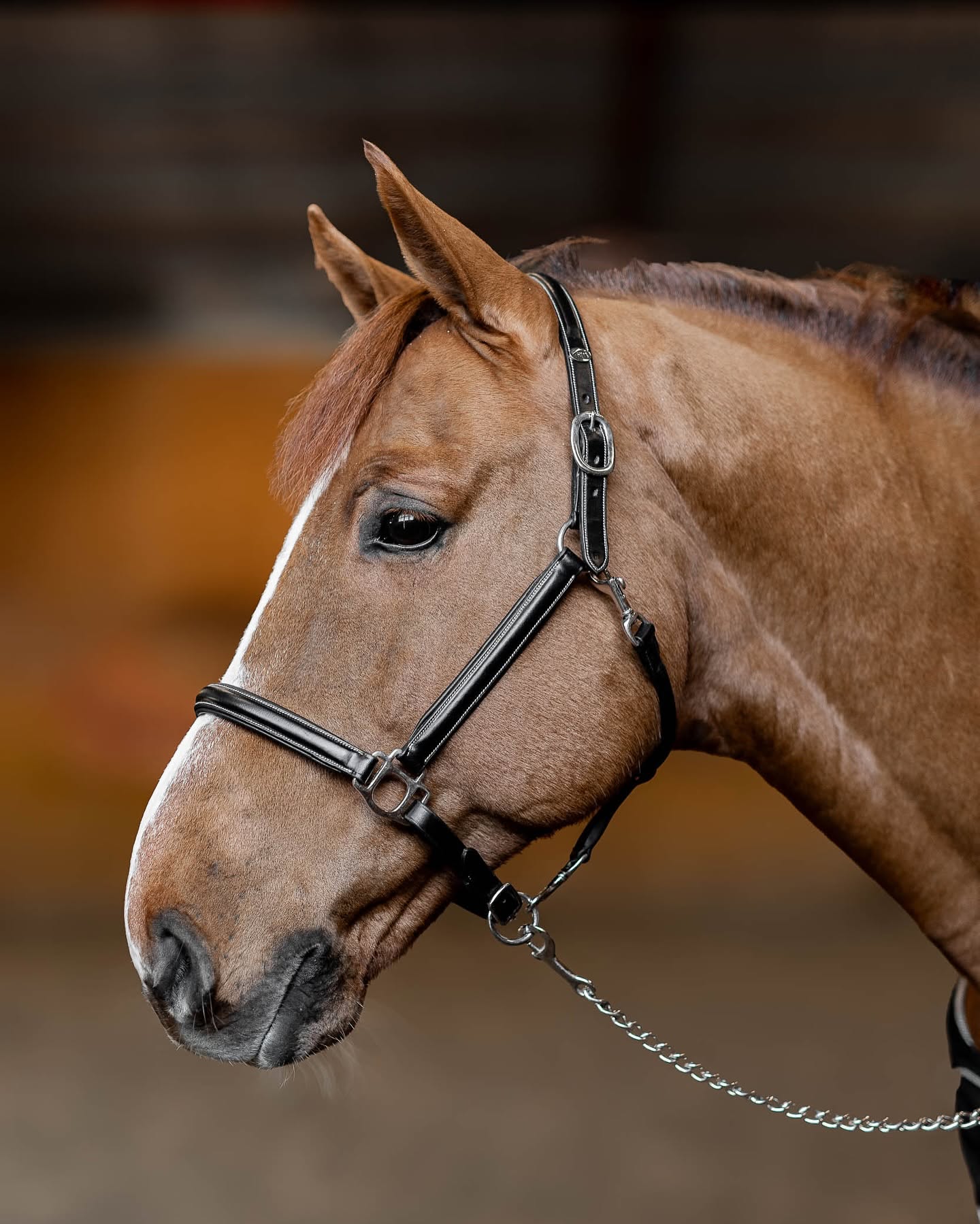 HFI Lederhalfter Little Groom