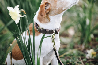 Kentucky Hundehalsband Velvet