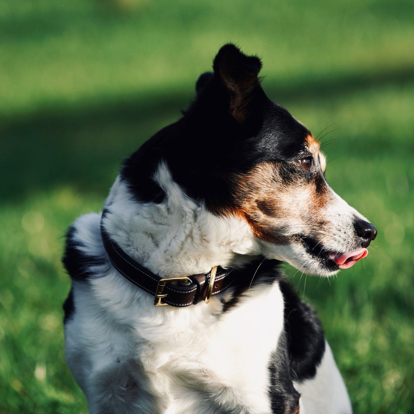 Dyon Hundehalsband Leder Fancy cremefarbene Nähte Braun